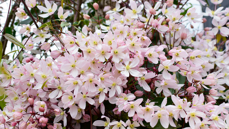 pink apple blossom clematis flowers