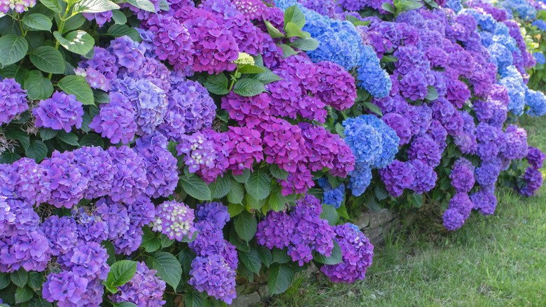 purple and blue hydrangea shrubs