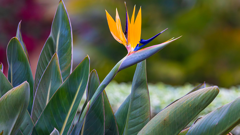 close-up of birds of paradise