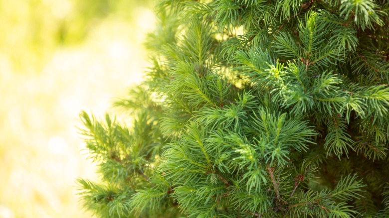 closeup of conica white spruce