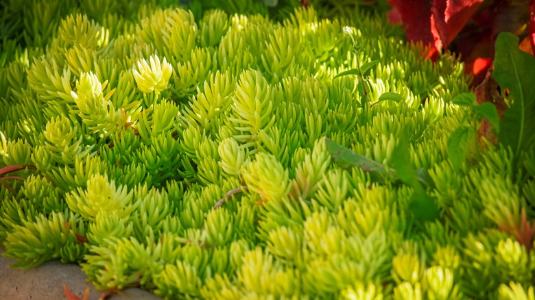 green sedum plant