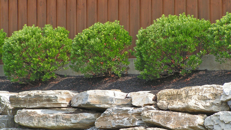 Inkberry holly shrubs