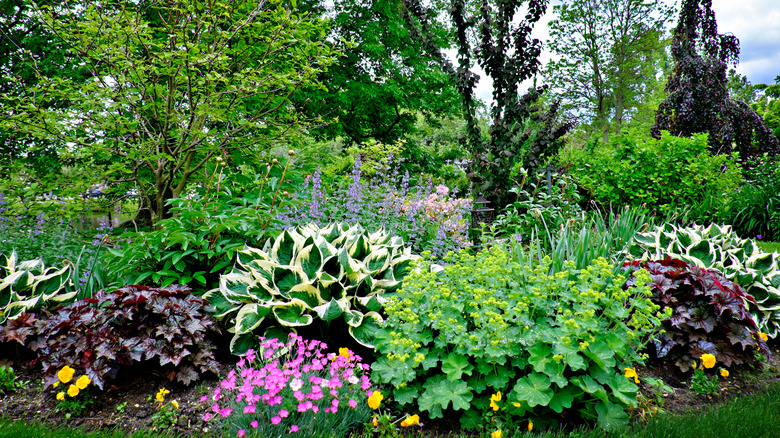 several plants in garden