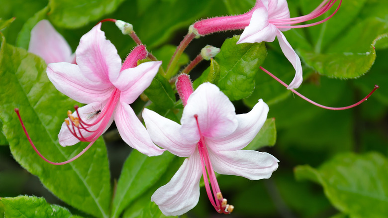 closeup of piedmont azalea flowers