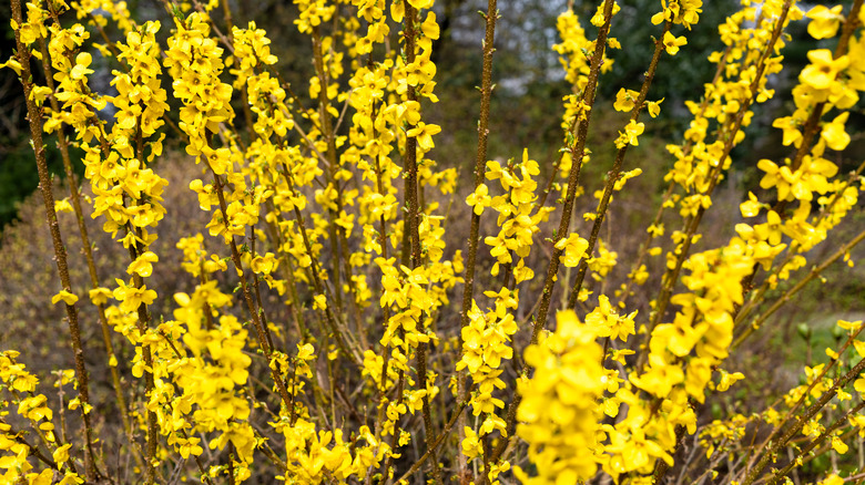 show off forsythia flowers