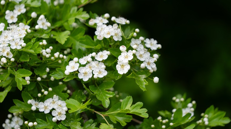 snowbird hawthorn flowers