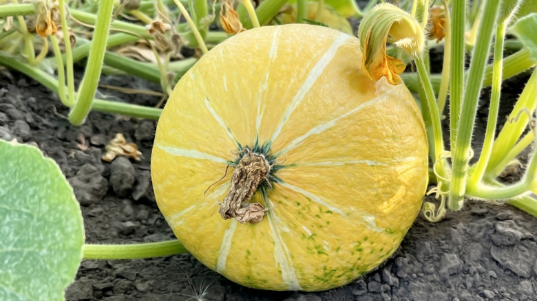 yellow pumpkin in field