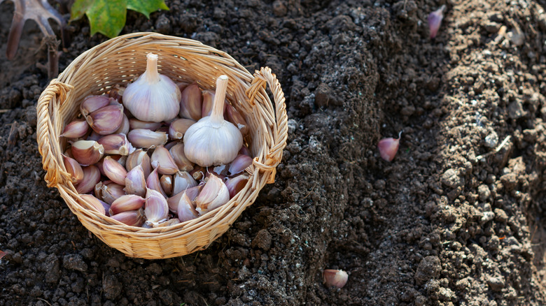 Bulbs and cloves of garlic in a wicker basket on dug rows of soil where individual cloves are being planted