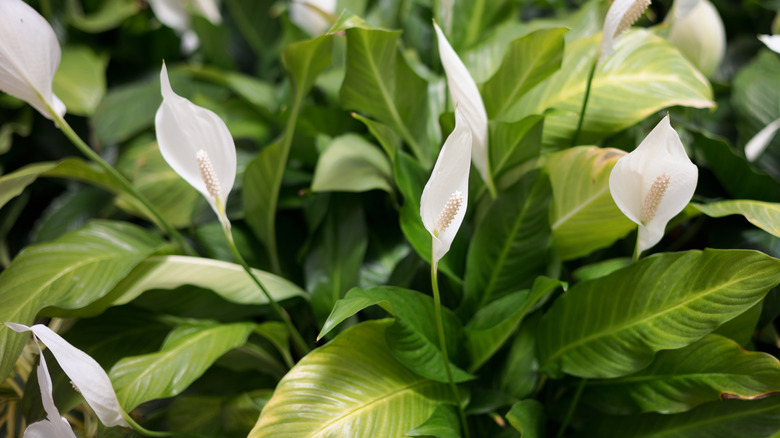 Closeup of a white peace lily blooms and plant