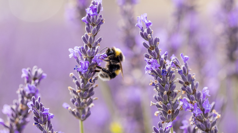 Bee pollinating lavender