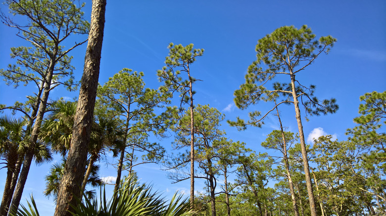 long leaf pine trees